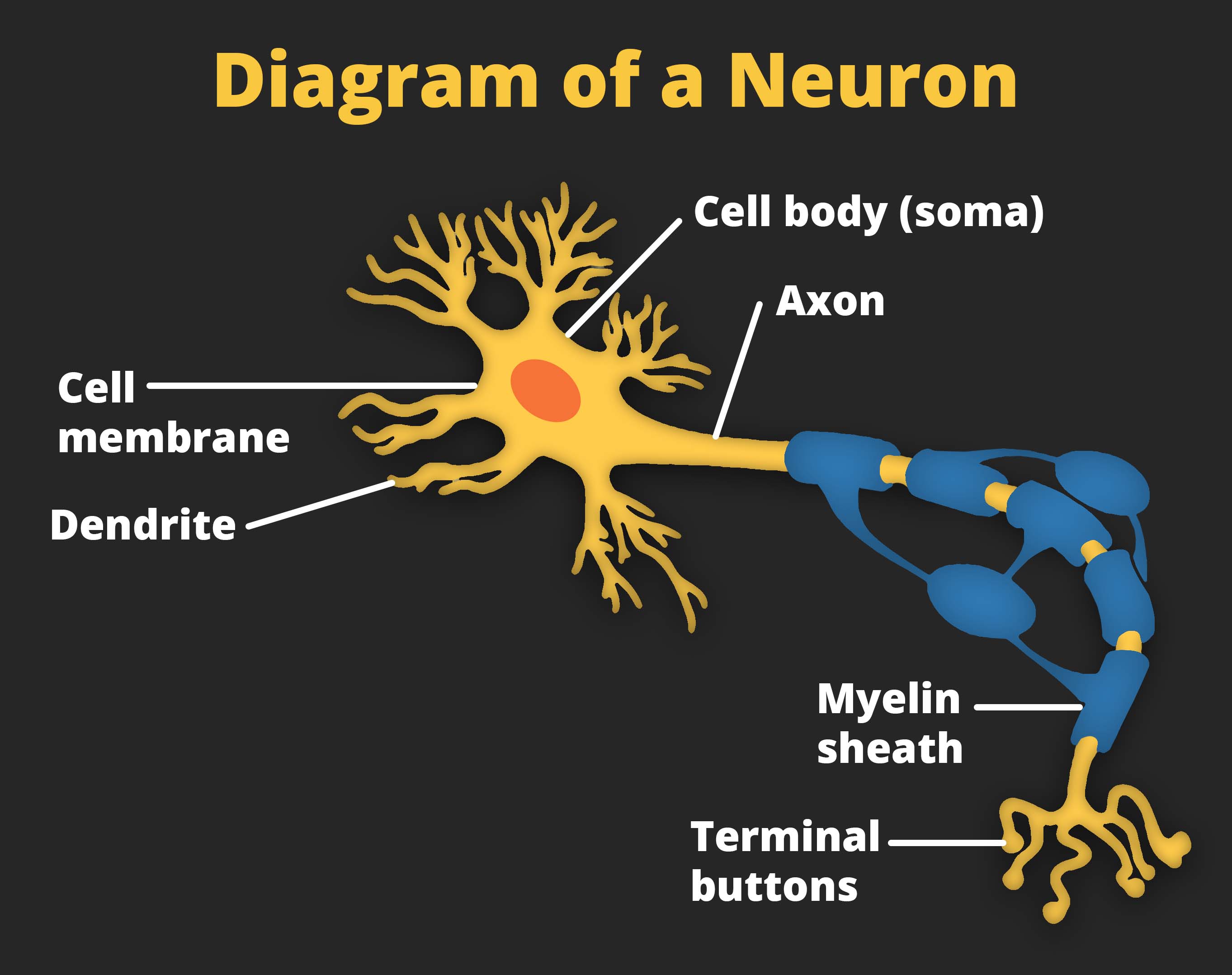 What Are Axon Terminal Buttons At Wilford Shaw Blog