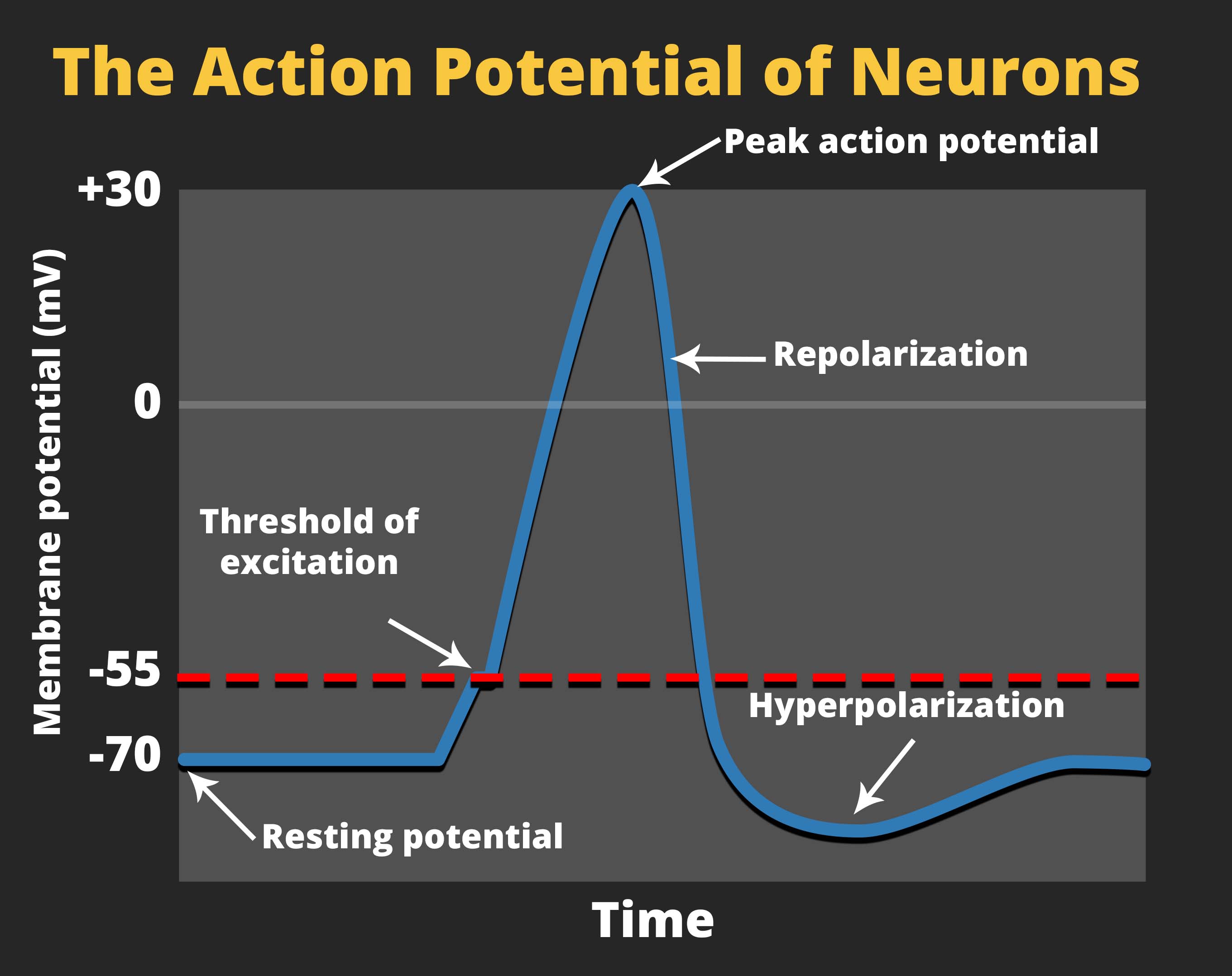 Action Potential Definition Neuron At Floyd Holley Blog