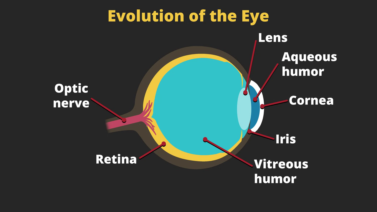 Evolution of the eye